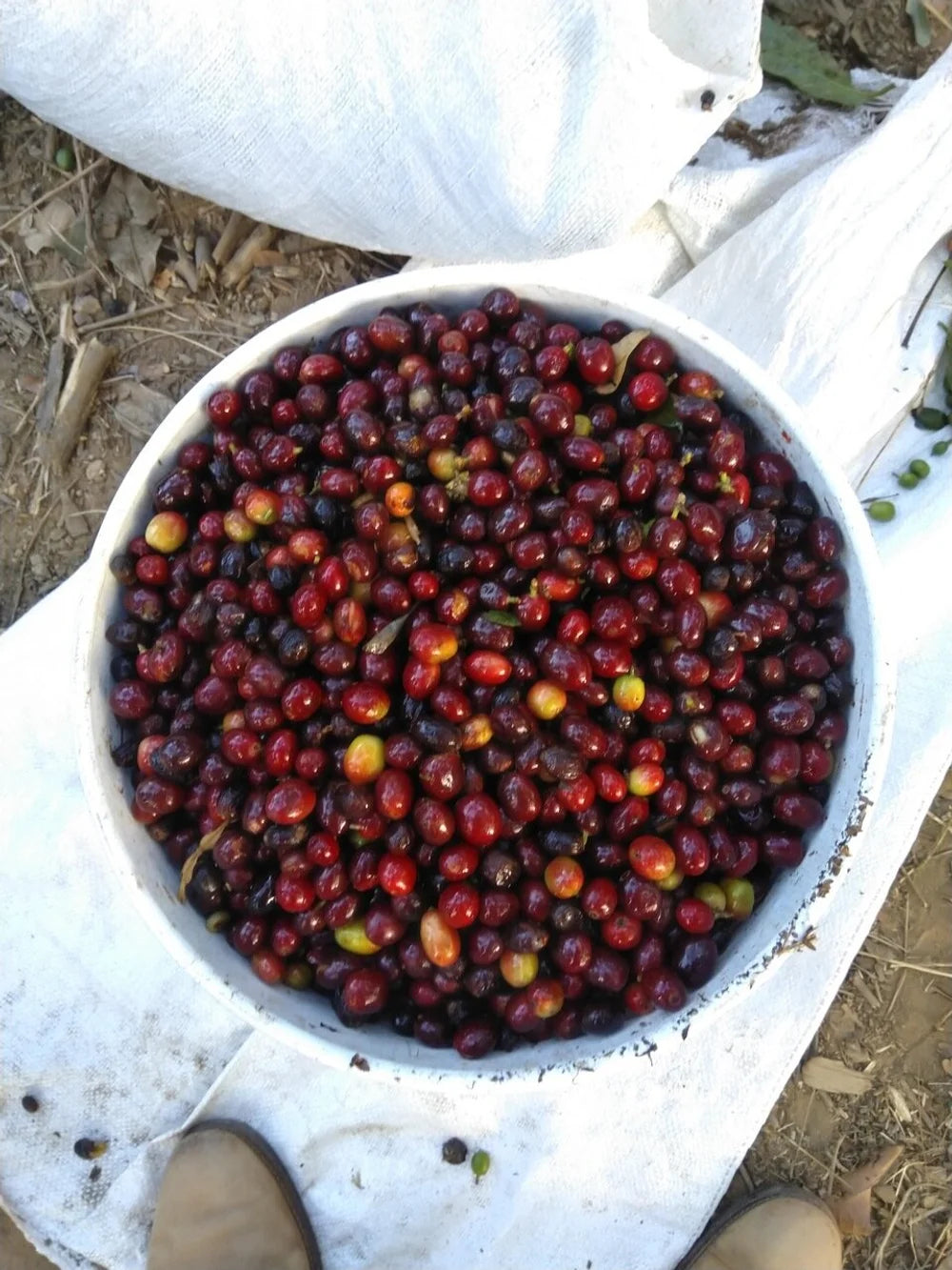 Galería CAFESMO productos y paisajes