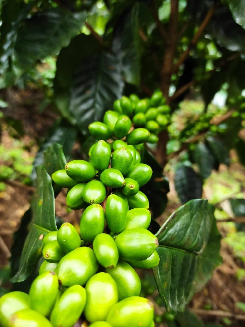 Galería CAFESMO productos y paisajes