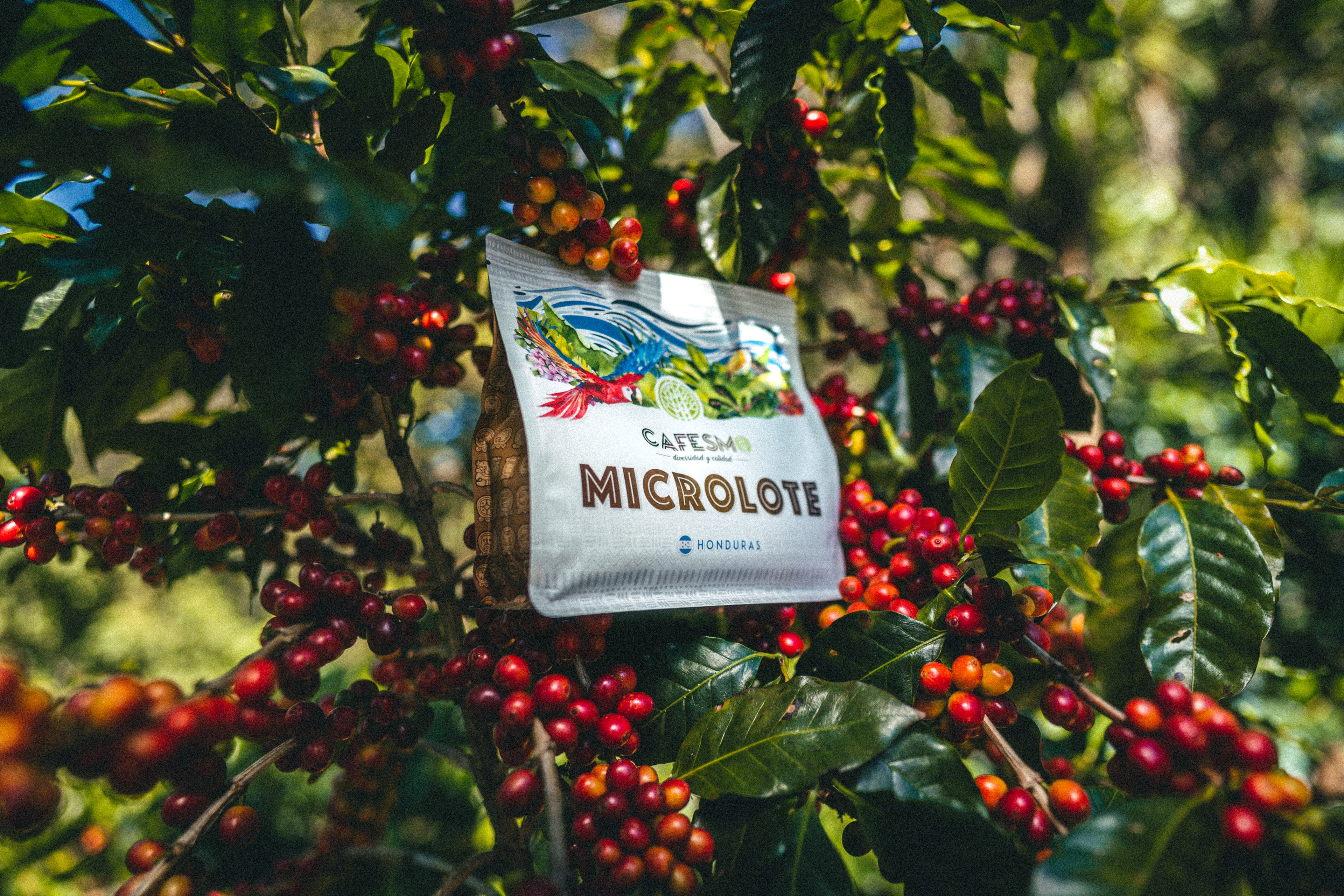 CAFESMO MICROLOTE (tueste medio)