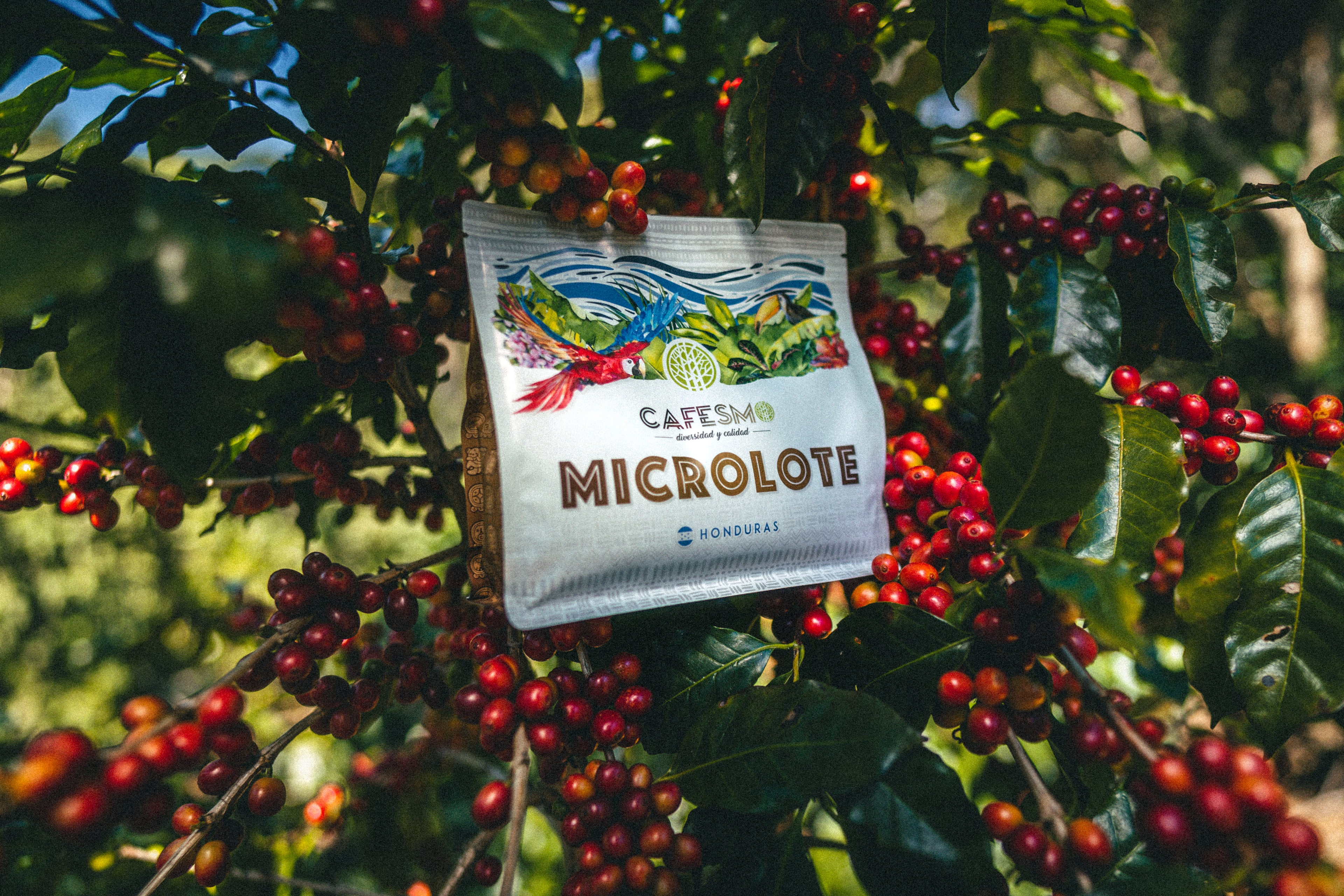 CAFESMO MICROLOTE (tueste medio)