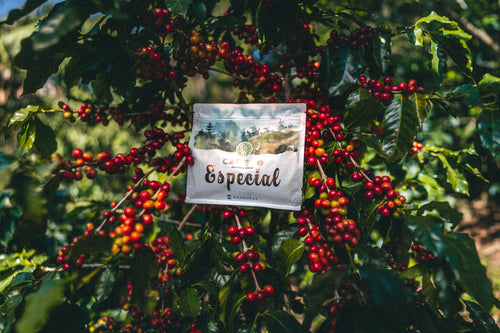 SPECIALTY COFFEE