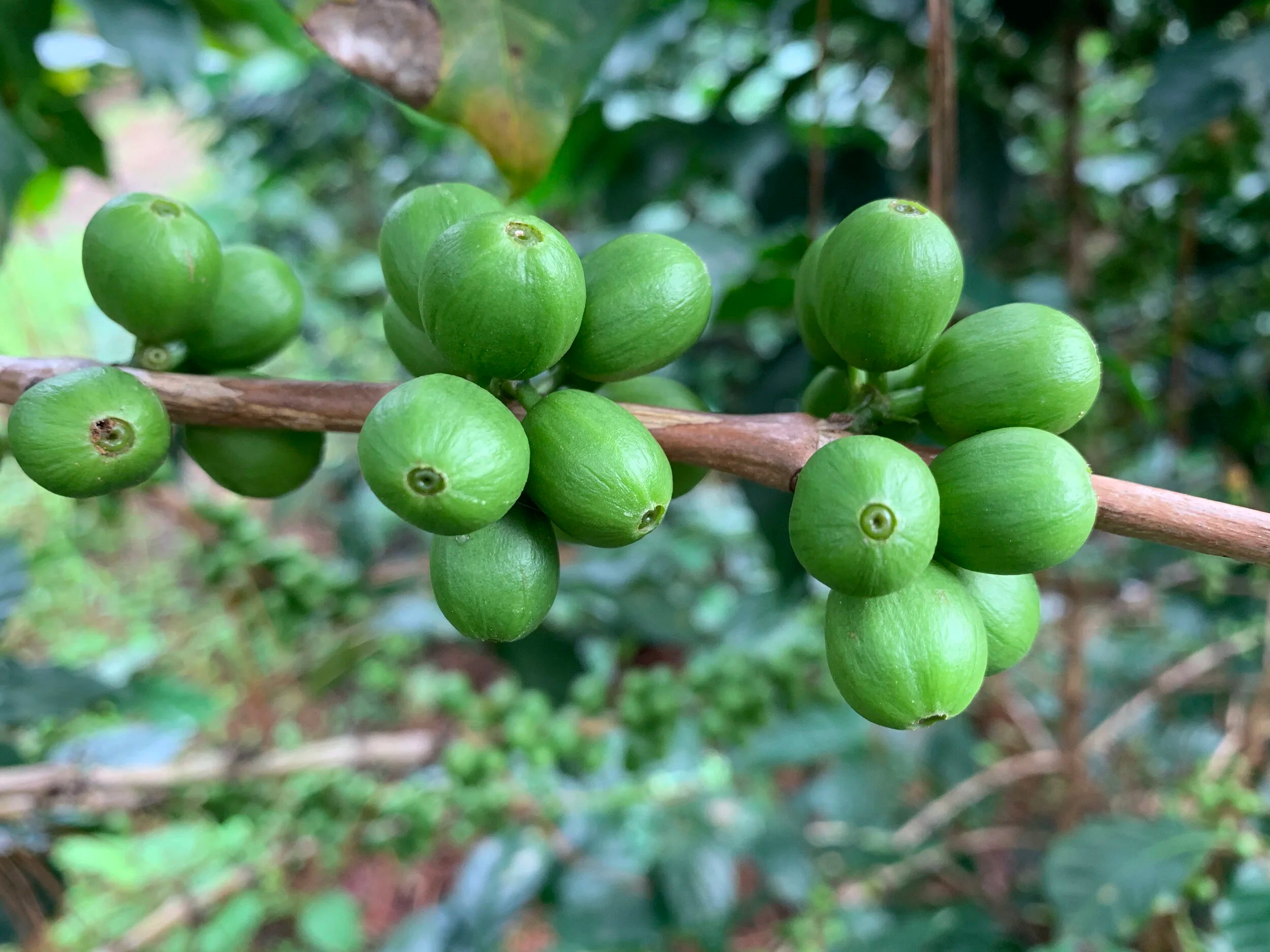 Galería finca y cafetales