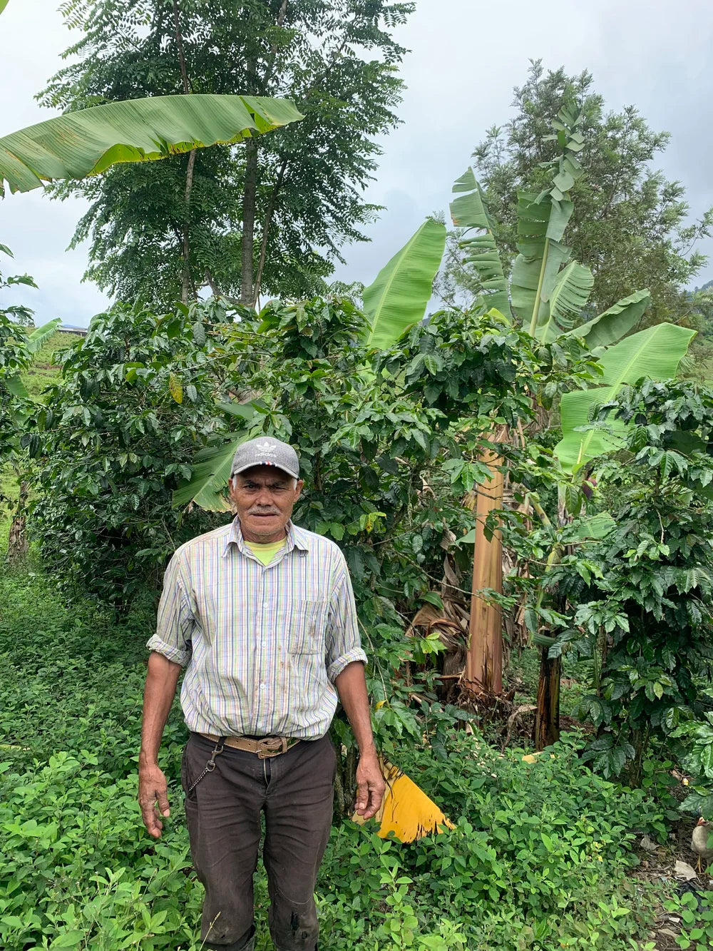 Galería CAFESMO familias productoras