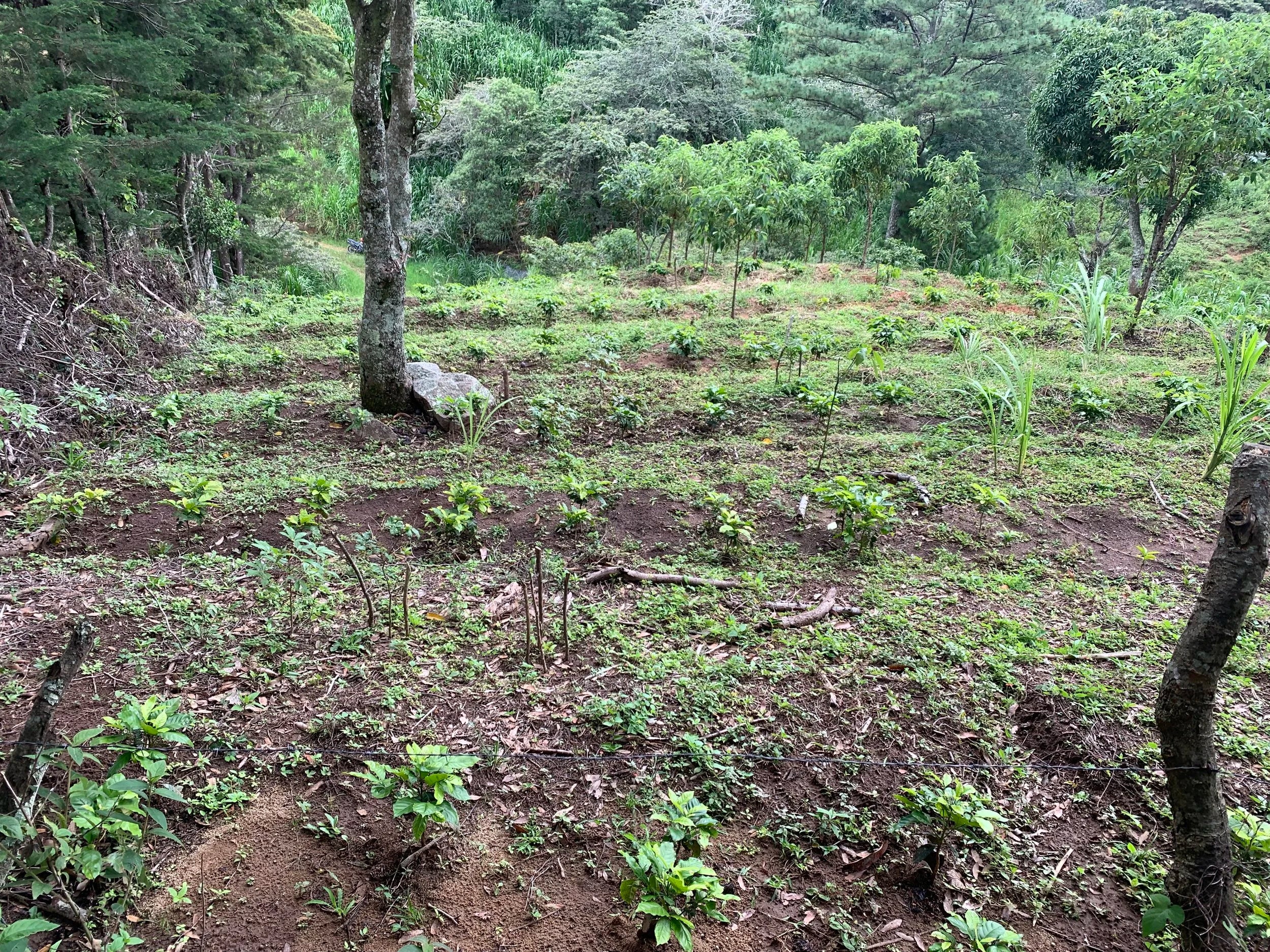 Galería CAFESMO productores
