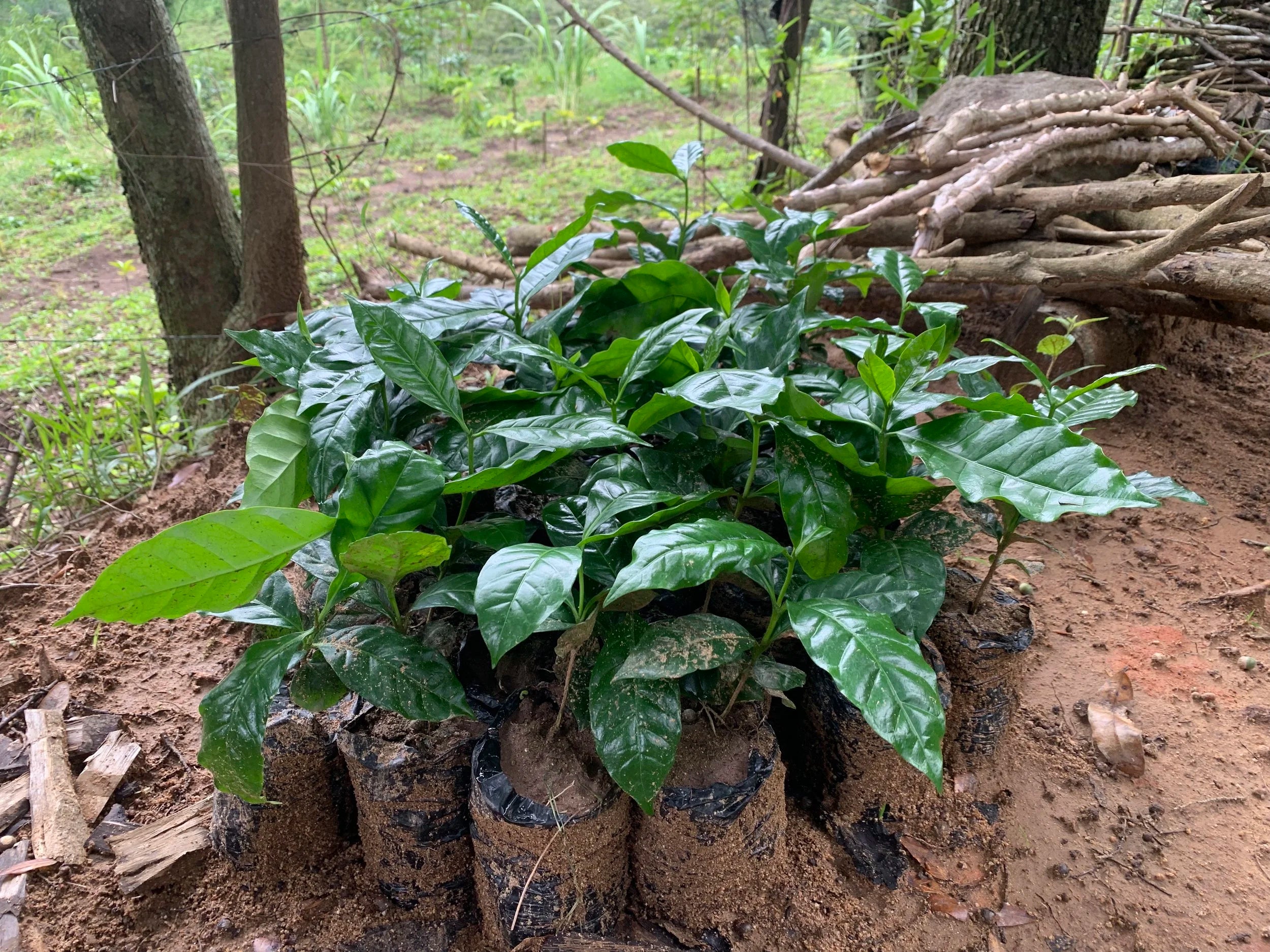 Galería CAFESMO productores