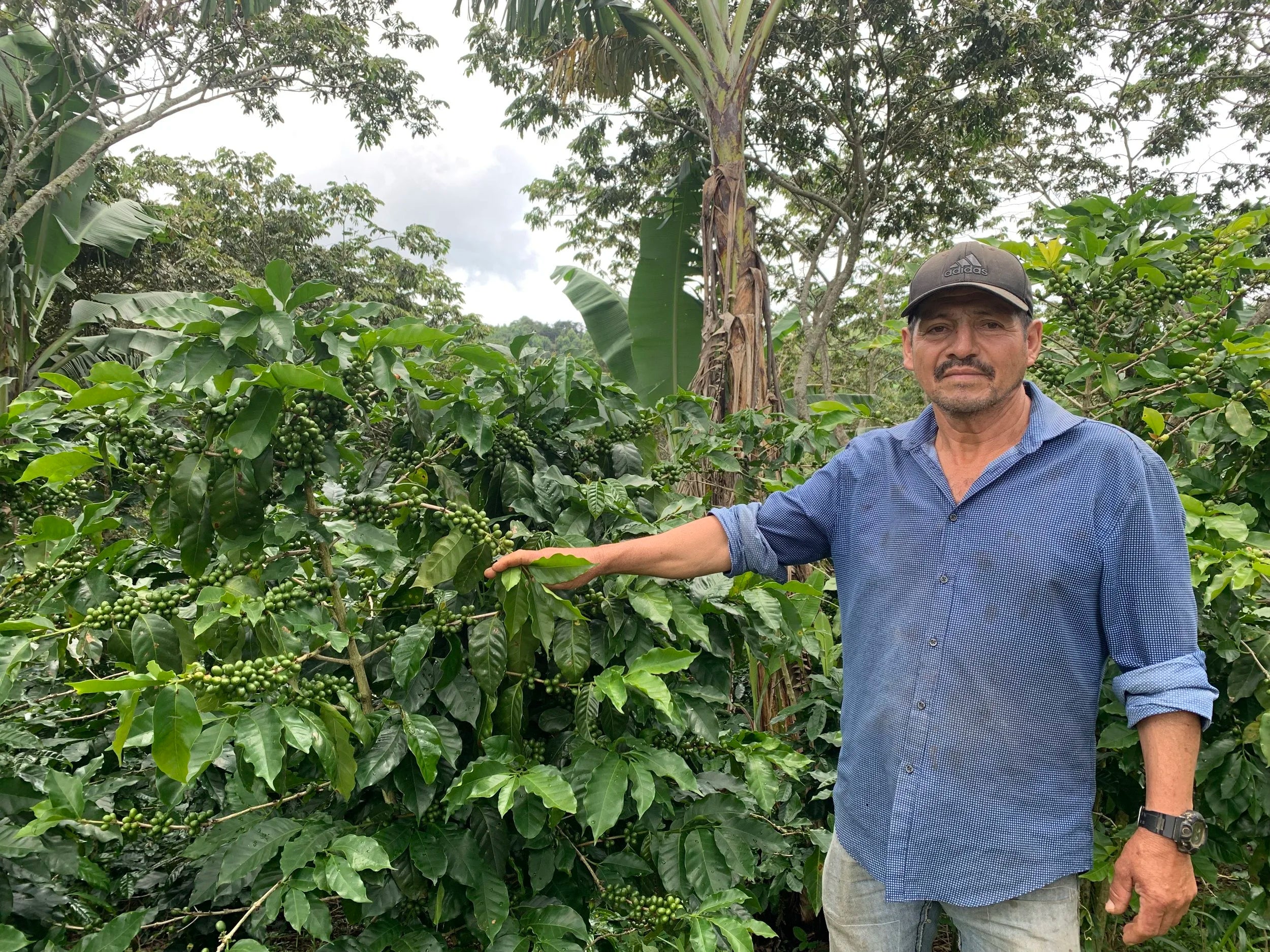 Galería CAFESMO productores