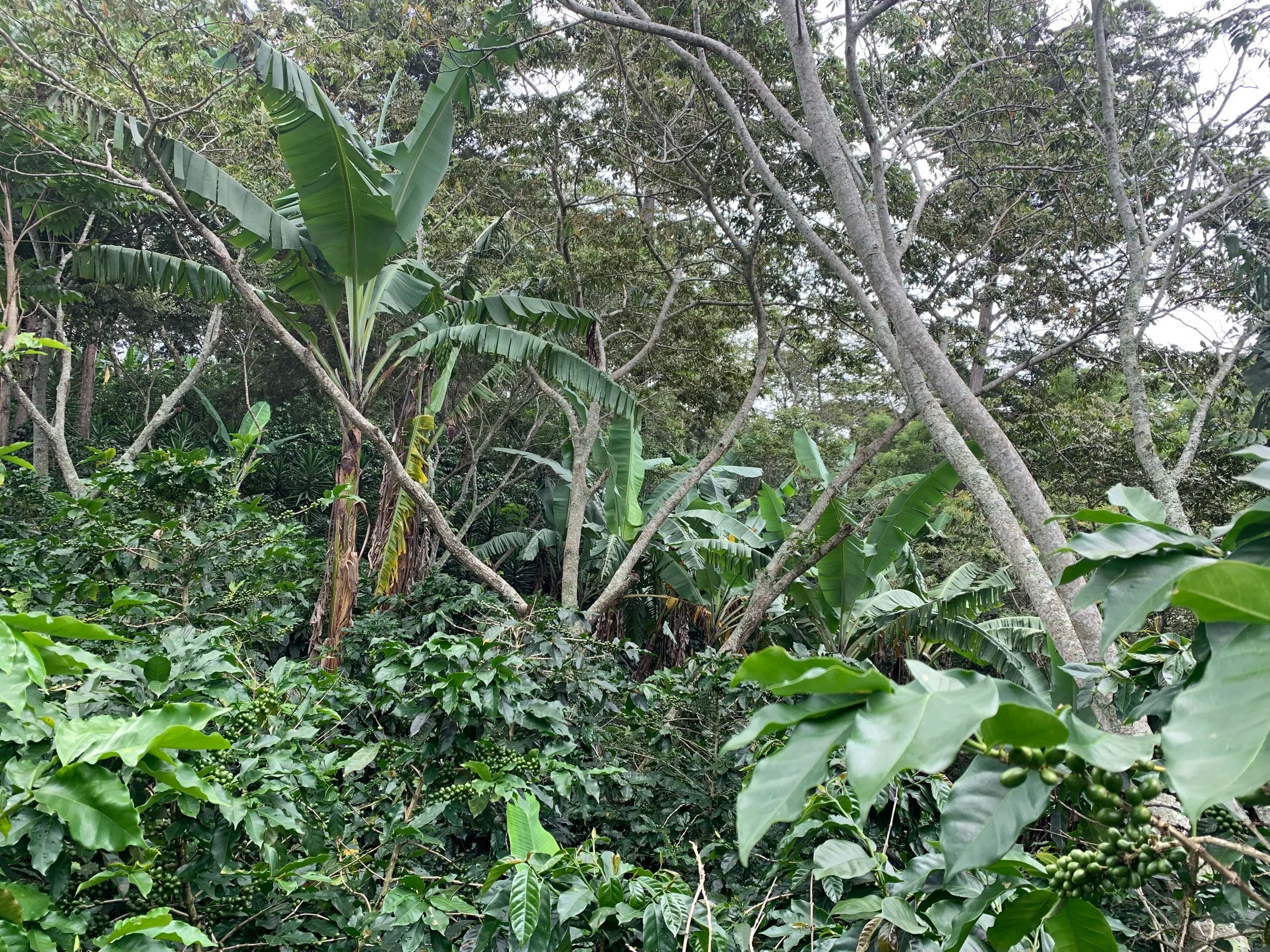 Galería CAFESMO productores