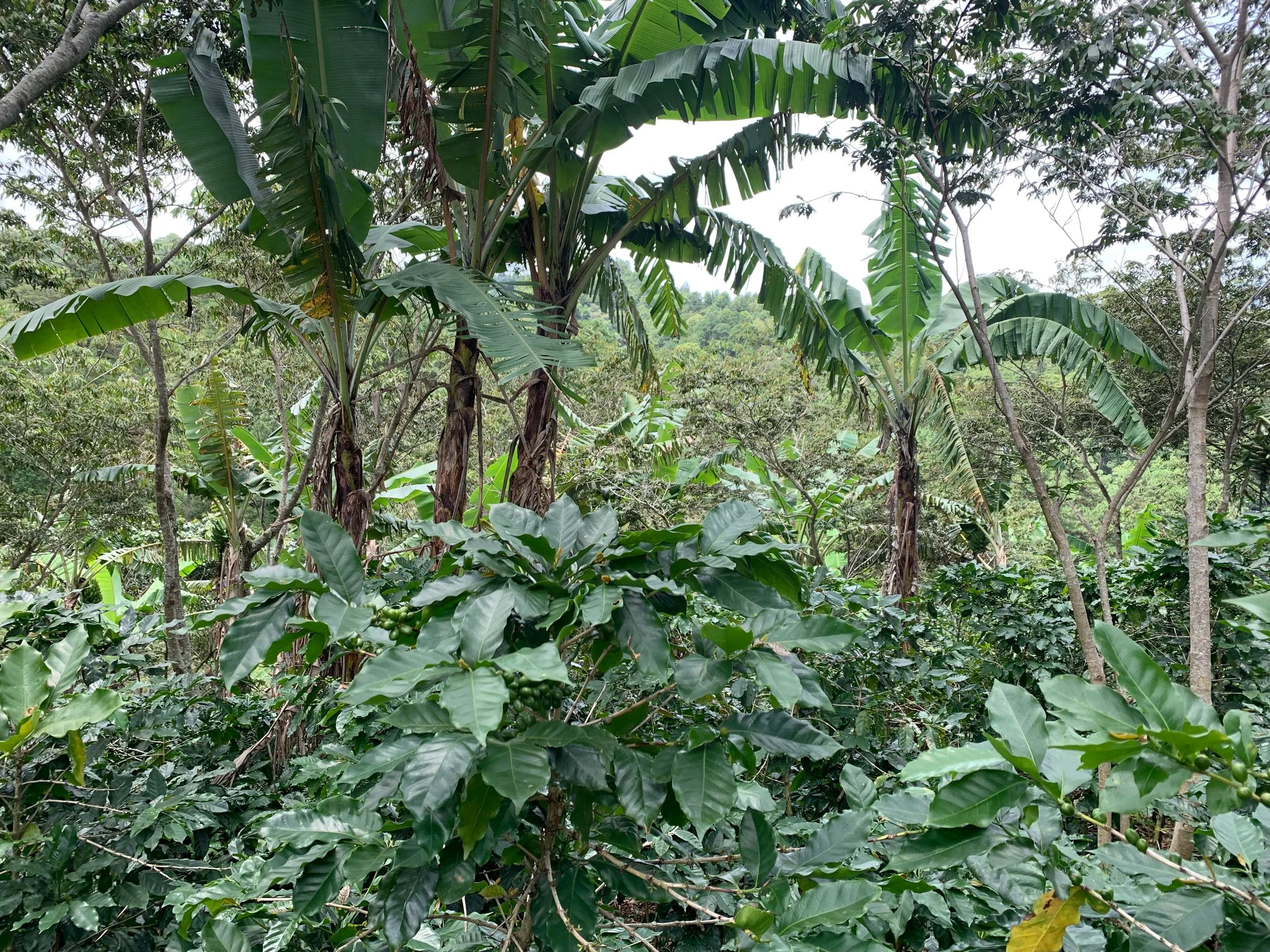 Galería CAFESMO productores