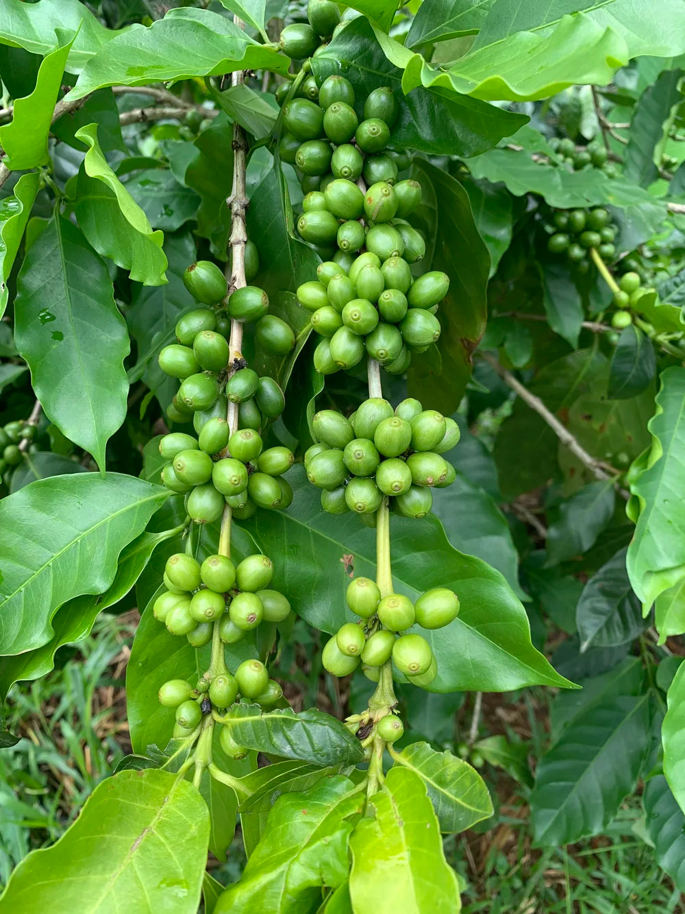 Galería CAFESMO productores