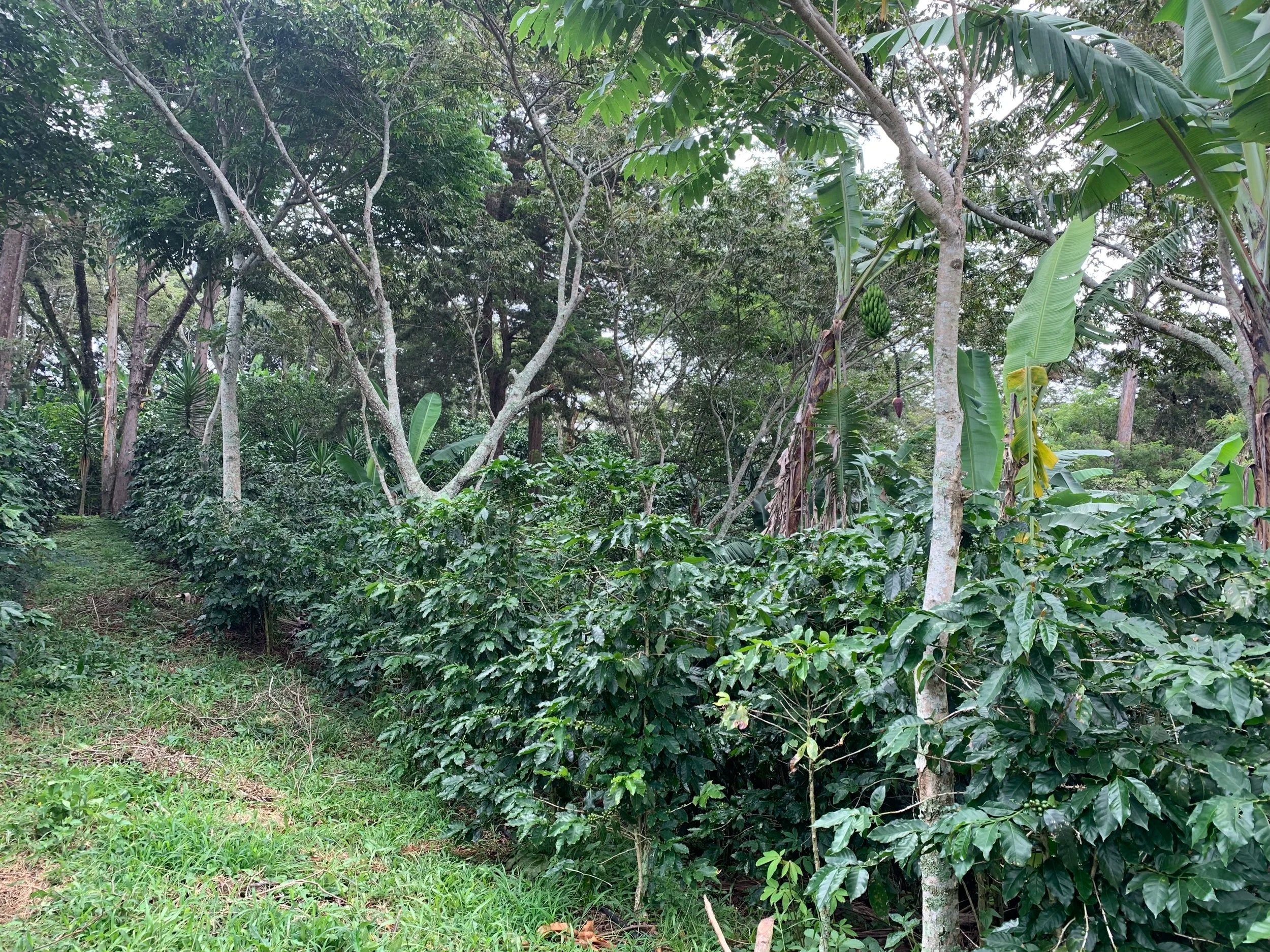 Galería CAFESMO productores