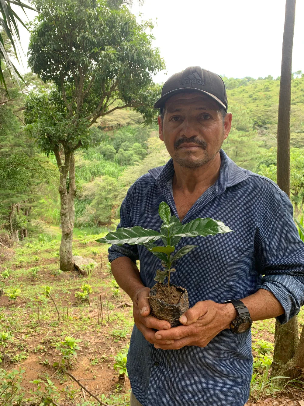 Galería CAFESMO productores