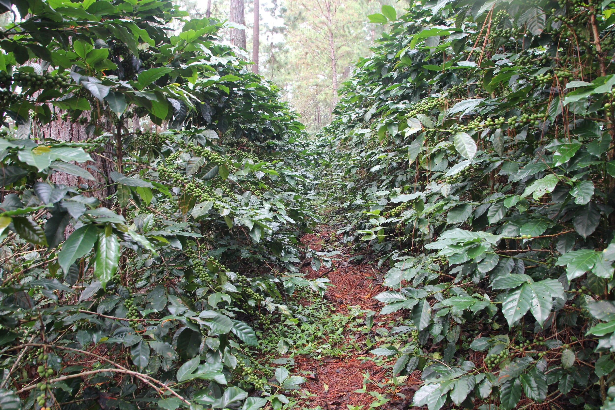 Galería finca y cafetales