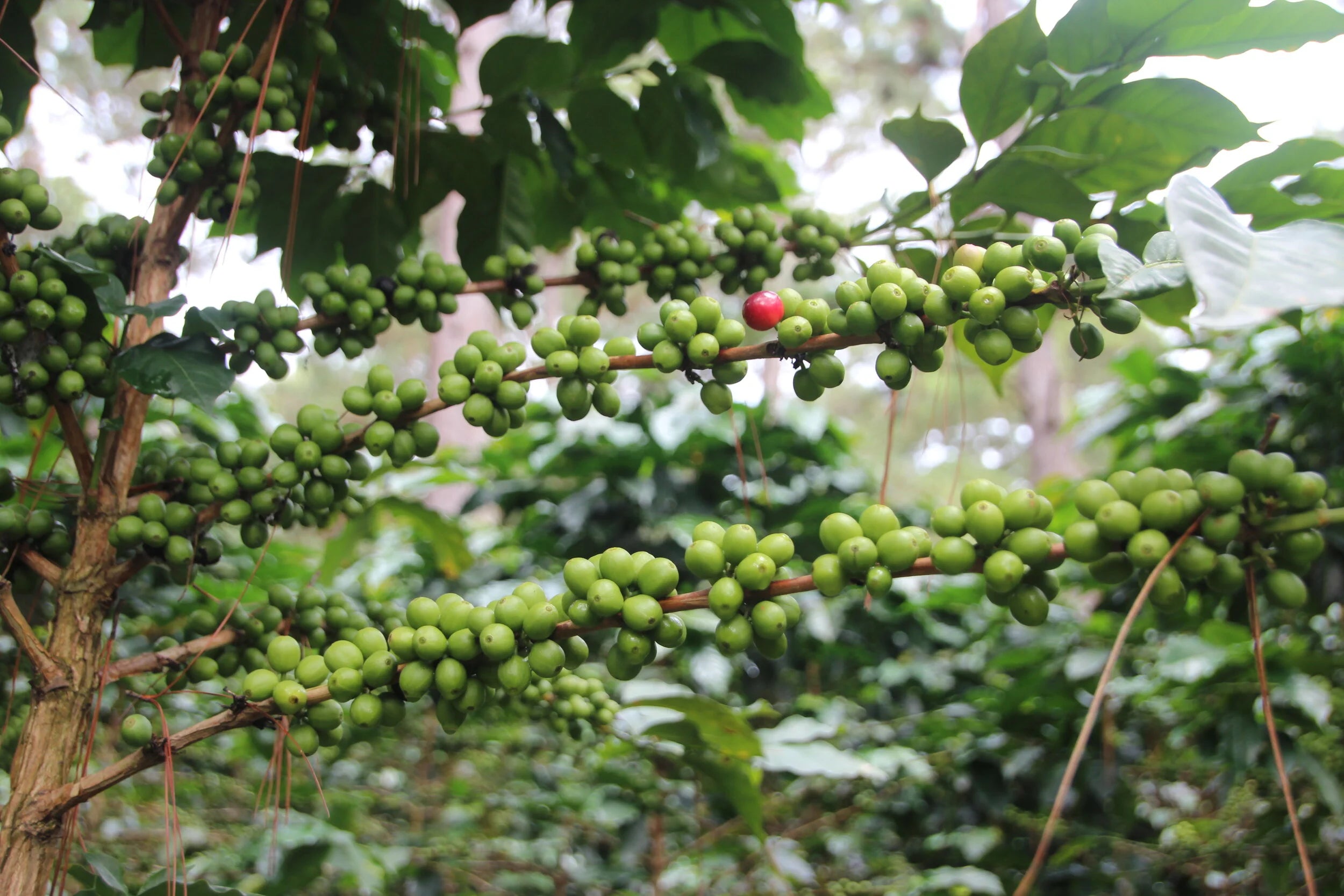 Galería finca y cafetales