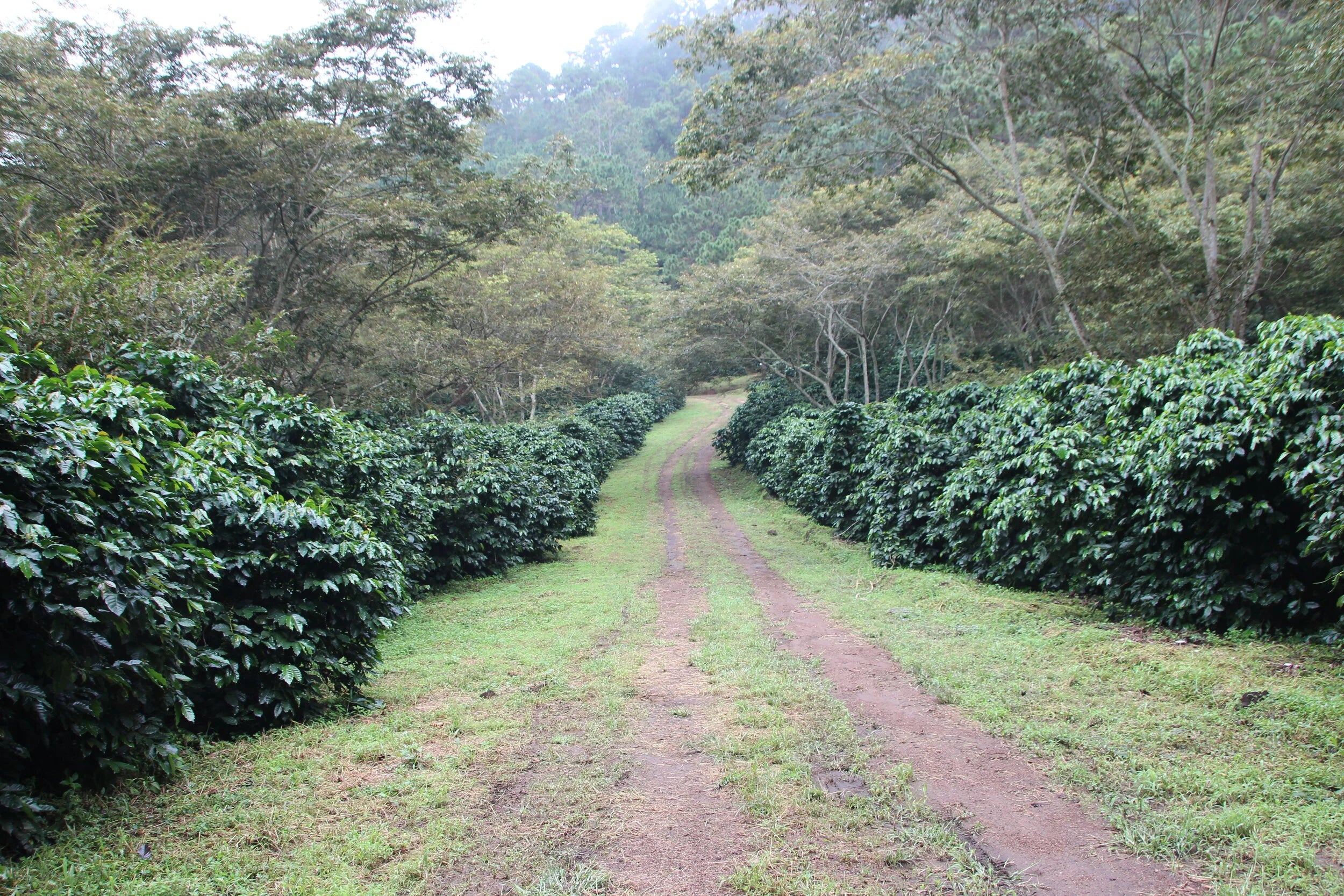 Galería finca y cafetales