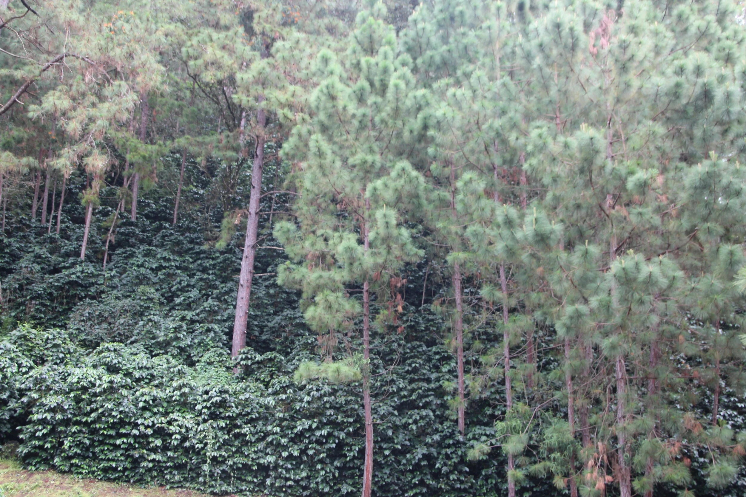 Galería finca y cafetales