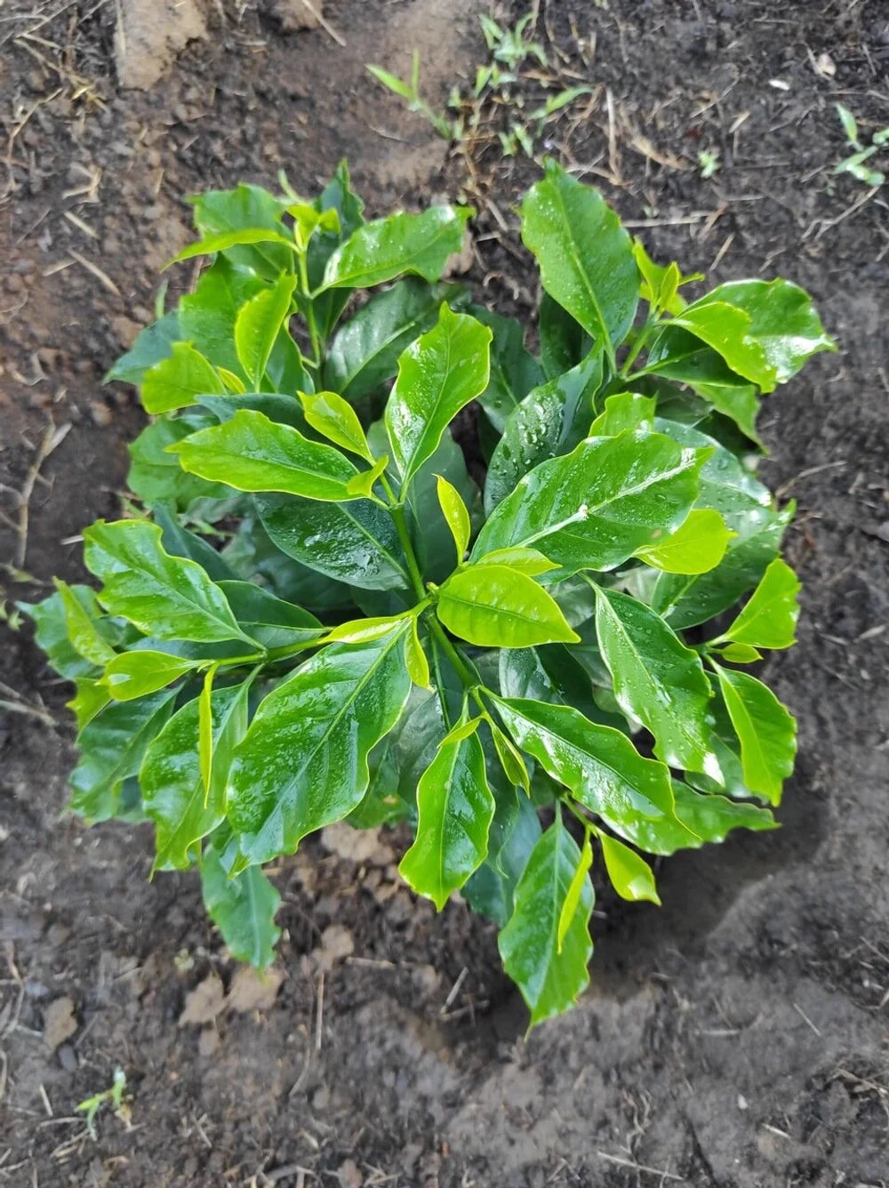 Galería CAFESMO productos y paisajes