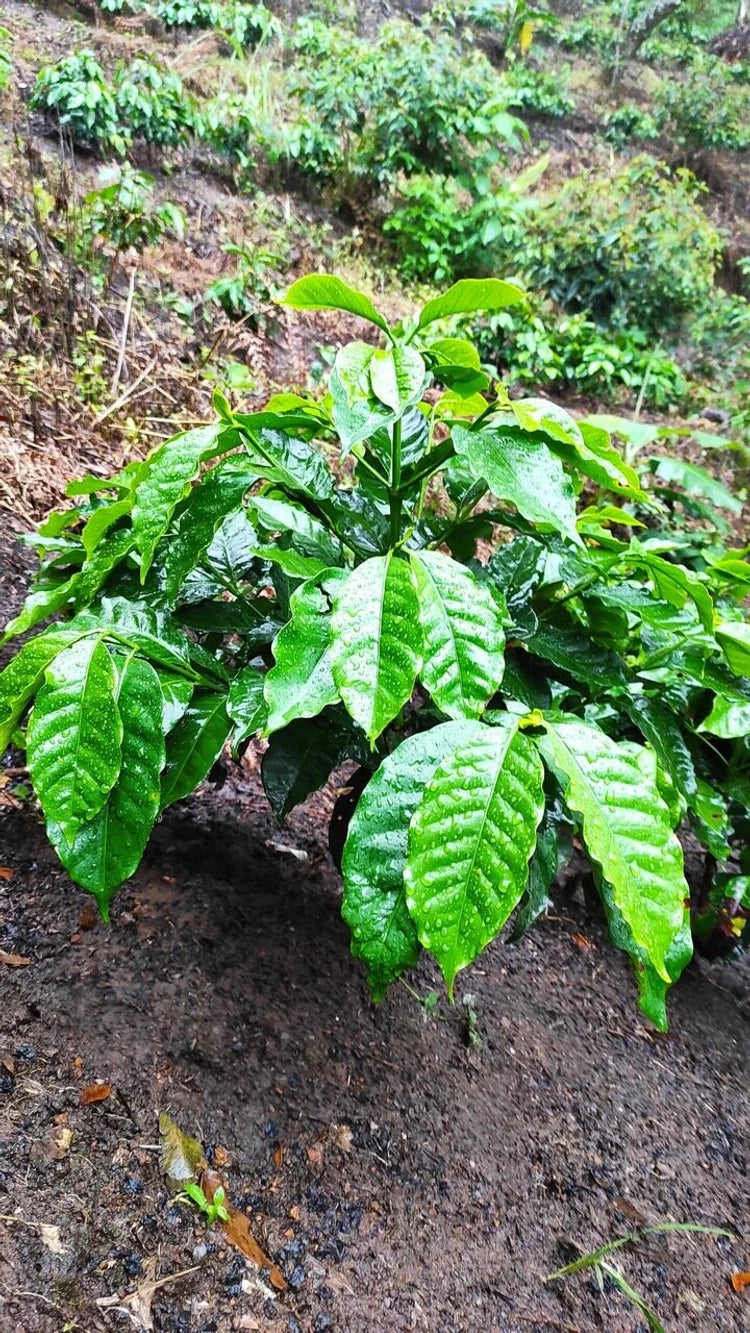 Galería CAFESMO productos y paisajes